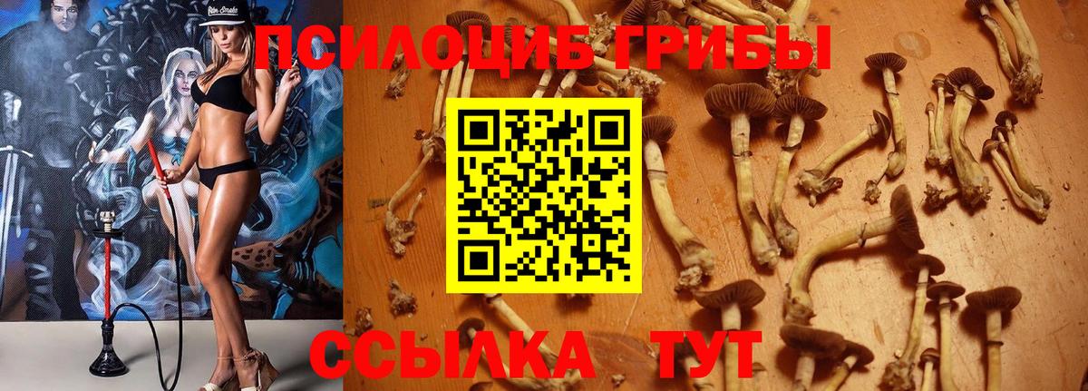Галлюциногенные грибы Cubensis Солнечногорск